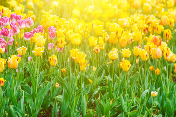 Spring meadow with a lot of multicolored tulip flowers, floral sunny background