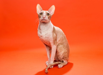 Cat Cornish Rex yellow colors