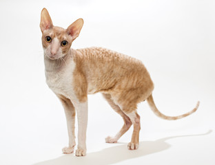 Domestic cat breed the Cornish Rex
