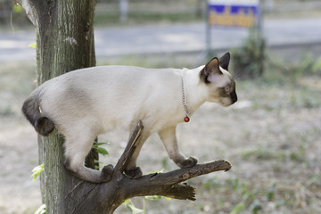 Fototapeta premium Thailand cat climbing on trees .