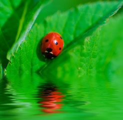 Red ladybag on the green leaf, natural spring seasonal eco background with water reflection