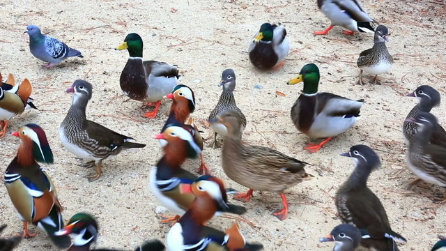 Flock of bright mandarin ducks (Aix galericulata) on river shore