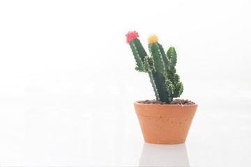 Pink and yellow cactus flower isolated background / Colorful cactus flower in pink and yellow in flower pot on isolated background standing alone