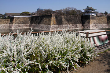 大阪城と雪柳