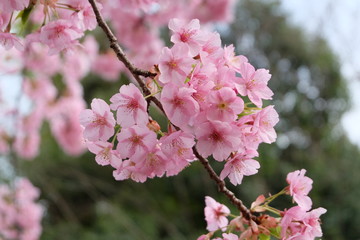 Fototapeta premium 桜