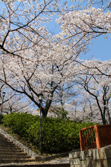 大阪城公園の桜
