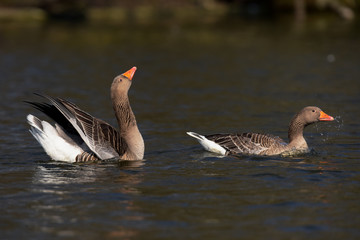 Greylag Goose, goose