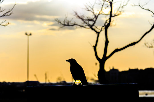 Crow Silhouette