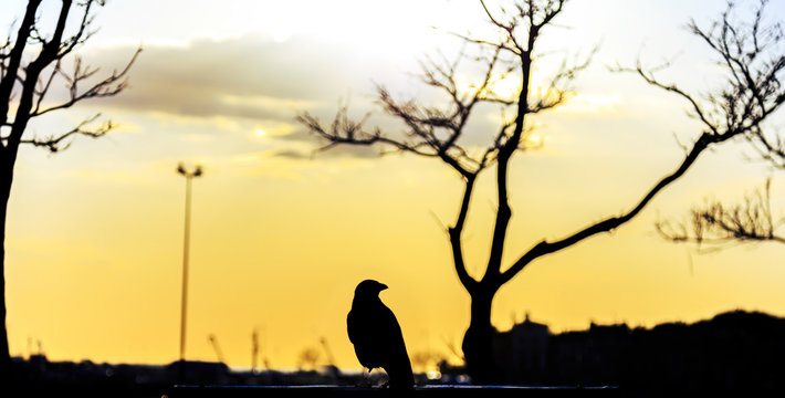 Crow Silhouette