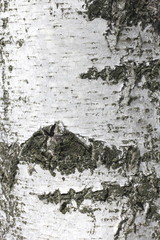 birch bark texture natural background paper close-up
