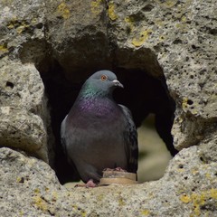 Pigeon In the castle