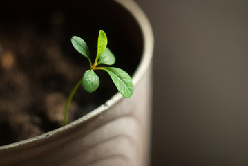 green sprout in a pot
