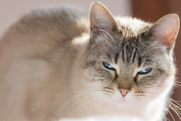 Siamese cat with blue eyes looking at camera in backlight