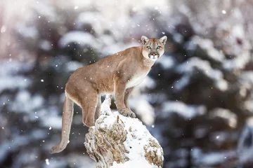 Fototapete Puma Porträt eines Pumas, Berglöwen, Pumas, Panthers, auffallender Ap