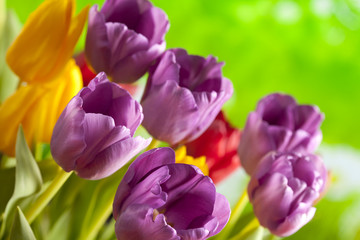 Colorful tulips on nature background