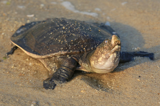 Turtle on the beach