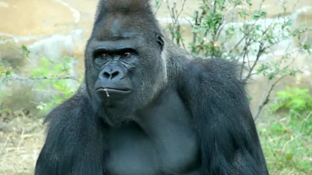 A boring gorilla male, severe silverback, front view close up. Great ape, the most dangerous and biggest monkey of the world. Amazing beauty of the wildlife in the HD footage.
