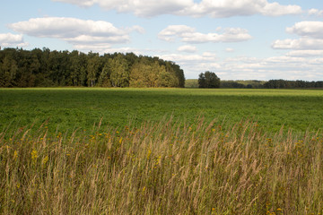 picturesque green fields