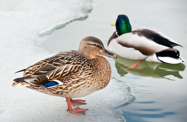 Mallard (female and male), winter