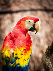 Close up of scarlet macaw parrot