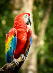Wall murals Parrot Close up of scarlet macaw parrot