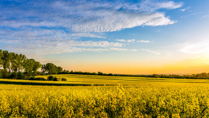 Naklejka premium Yellow rapeseed field