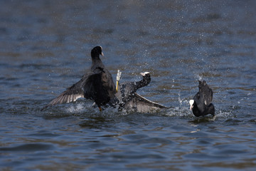 Eurasian Coot, Coot, Fulica atra