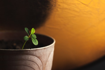 Young plant in pot with earth