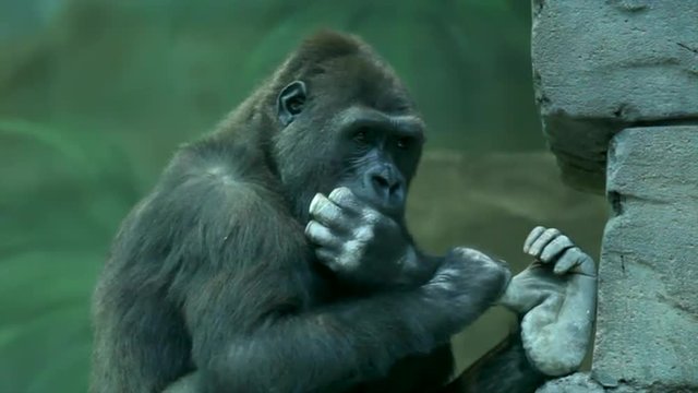 A gorilla female, picking her teeth very hard. A great ape, the most dangerous and biggest monkey of the world. Amazing beauty of the wildlife in the HD footage.
