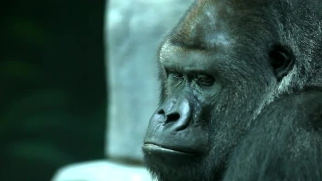 Eye contact with a gorilla male, severe silverback, chief of the primate family. Great ape, the most dangerous and biggest monkey of the world. Wildlife in the HD footage.
