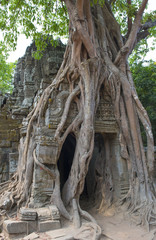 Fototapeta na wymiar Fig tree engulfing a building in Ta Som, Cambodia
