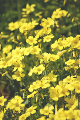 Yellow Flowers
