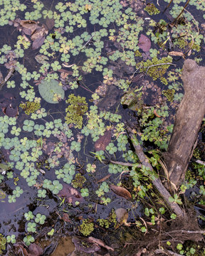 Marsilea quadrifolia, Water Shamrock, Cambodia