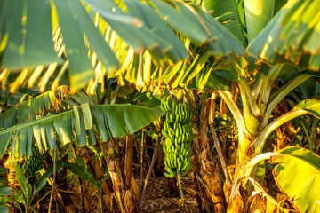 Green banana bunch on the banana plantation on Canarian island