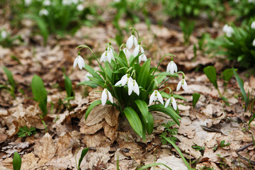 .The first spring flower - snowdrop (Galanthus nivalis)