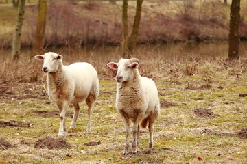 die starrenden Schafe