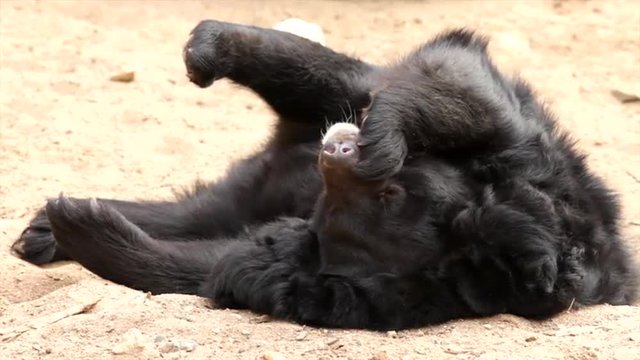 Lazy Asiatic or Himalayan black bear, Ursus thibetanus, is lying in sand hollow on his back and picking his teeth with claws. Omnivorous beast, calm and peaceful animal. Very cute and cuddly creature