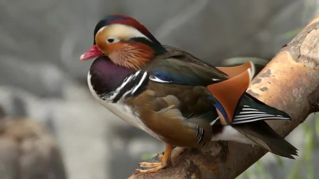 Transforming of a mandarin duck male, Aix galericulata. Exotic bird with splendid feather coat. Expressive and colorful water fowl. Authentic beauty of the wild nature in the amazing HD footage.
