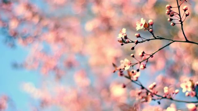 Bright closeup nature view of blooming pink cherry branch against blue sky with place for text. Silky nature scene of Japanese Sakura in sunny day. Shallow dof. Slow motion full HD footage 1920x1080

