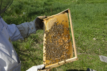 Inspecting honey bees
