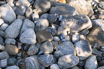 background of rocks and empty shells close-up coast oysters