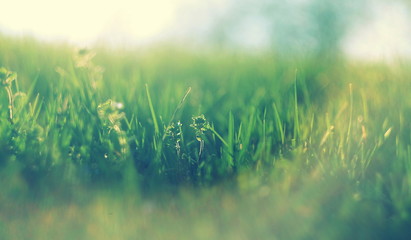 Fototapeta na wymiar abstract defocused spring grass with sunlight