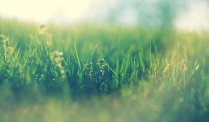 abstract defocused spring grass with sunlight