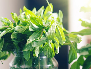 mint leaves in the sunlight