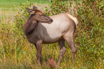 Cow Elk