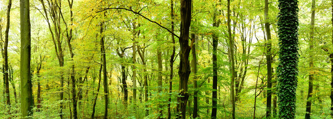 Obraz premium Wald