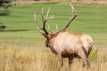 Bull Elk