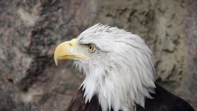 The head and shoulders of a bald eagle, haliaeetus leucocephalus, side view on the rocky background. American eagle, US national character in the amazing HD footage.

