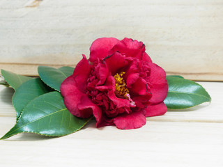 Naklejka na ściany i meble Red Camellia Flower