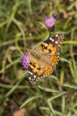 Fototapeta na wymiar Vanessa cardui, Painted Lady butterfly from Lower Saxony, Germany